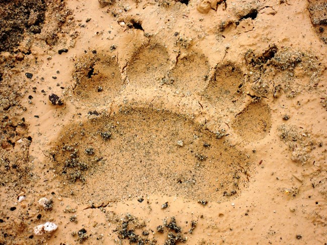 A large track with claws set in wet ash