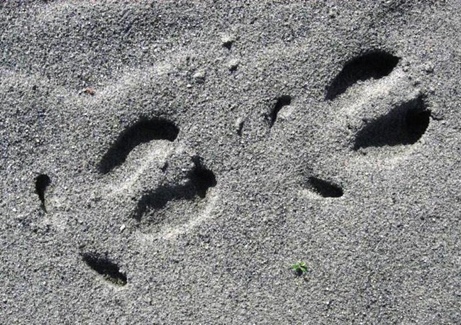 Medium hooved tracks in sand