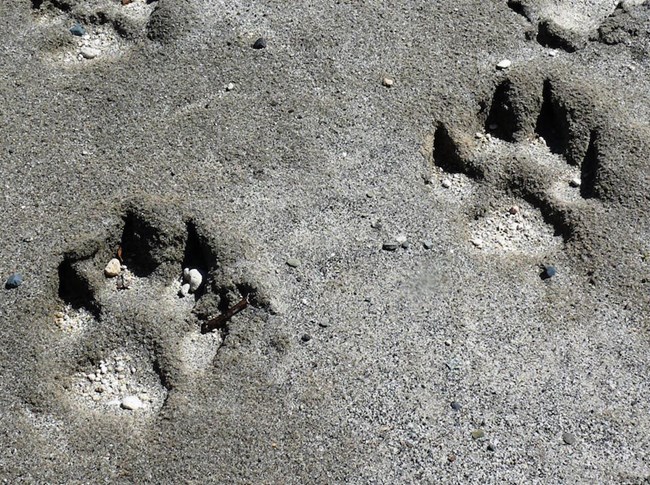 Large dog-like tracks