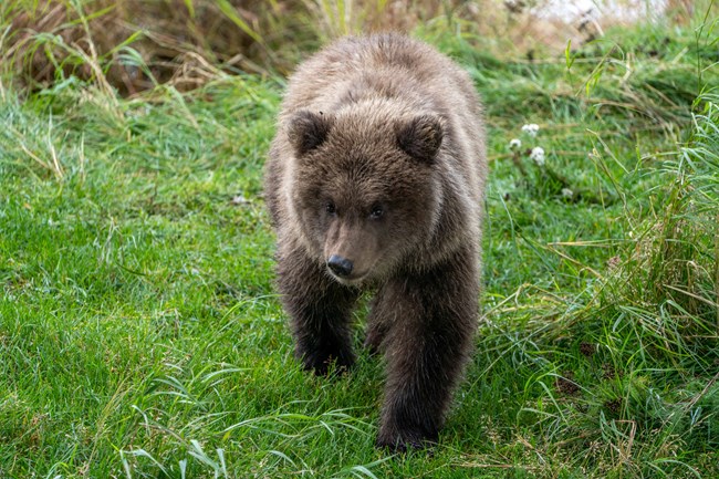 A cub in grass walking toward the view