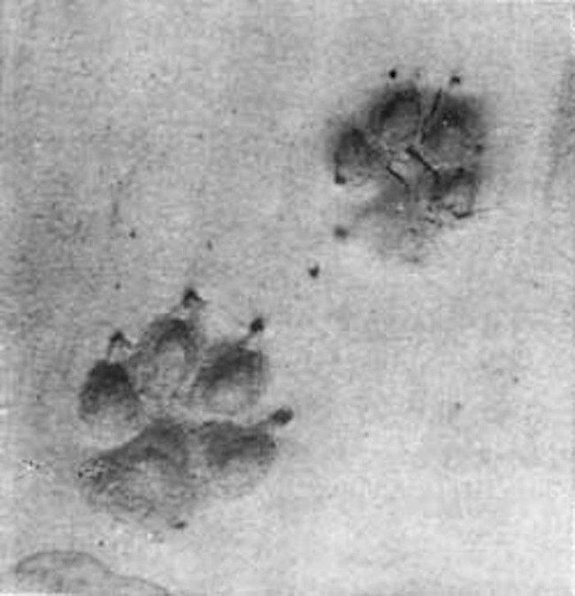 Small tracks with claw marks