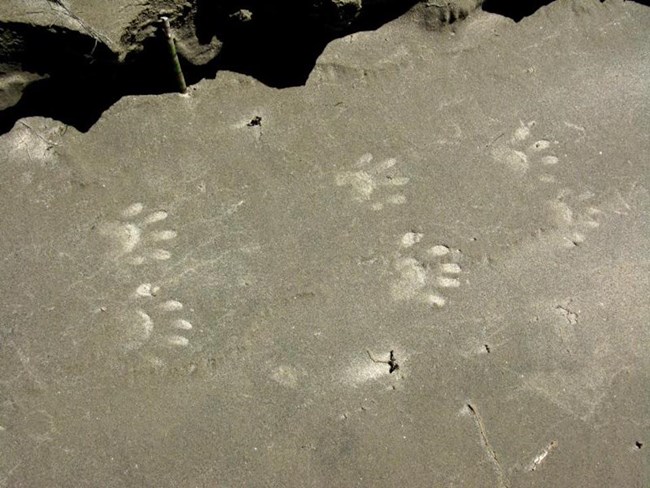 hand-like tracks on wet sand