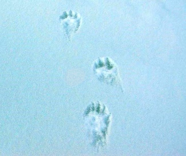 Clawed tracks in snow