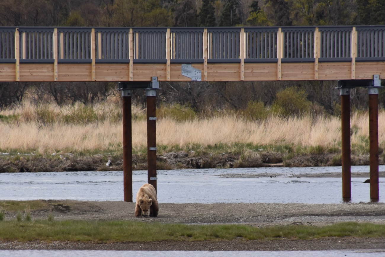 one brown bear below a bridge across a river