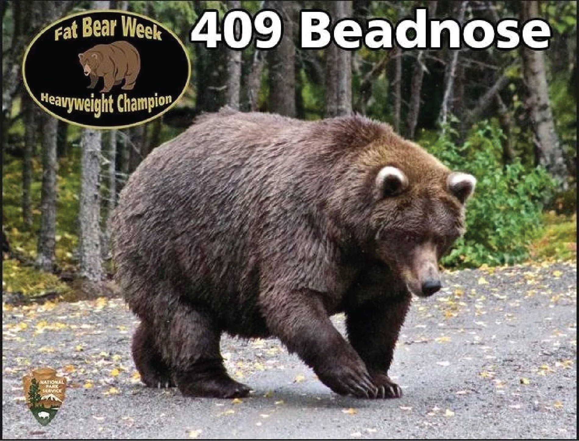 a gargantuan dark brown bear walks on a gravel road beside a forest. Text reads: Fat Bear Week Heavyweight Champion 409 Beadnose."