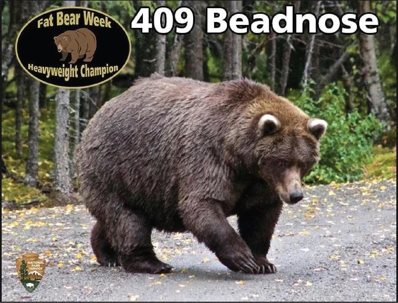 2015beadnose a gargantuan dark brown bear walks on a gravel road beside a forest. Text reads: Fat Bear Week Heavyweight Champion 409 Beadnose."