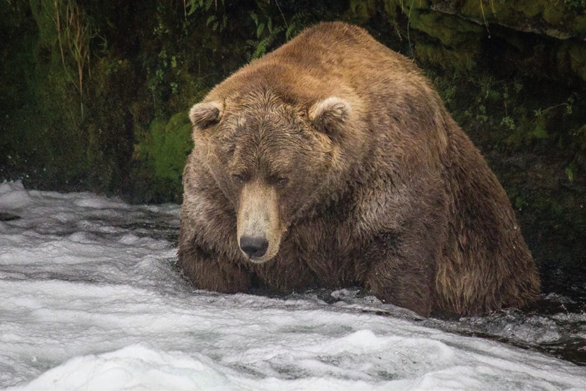 an extremely girthy brown bear with a lighter brown nose and ears sits in foamy waters beside a riverbank.