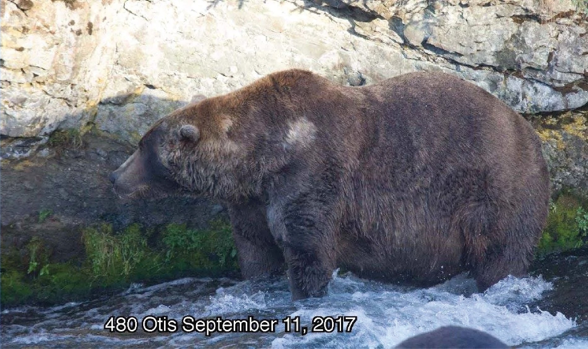 an enormous brown bear stands in a river next to an algae-covered rockface.