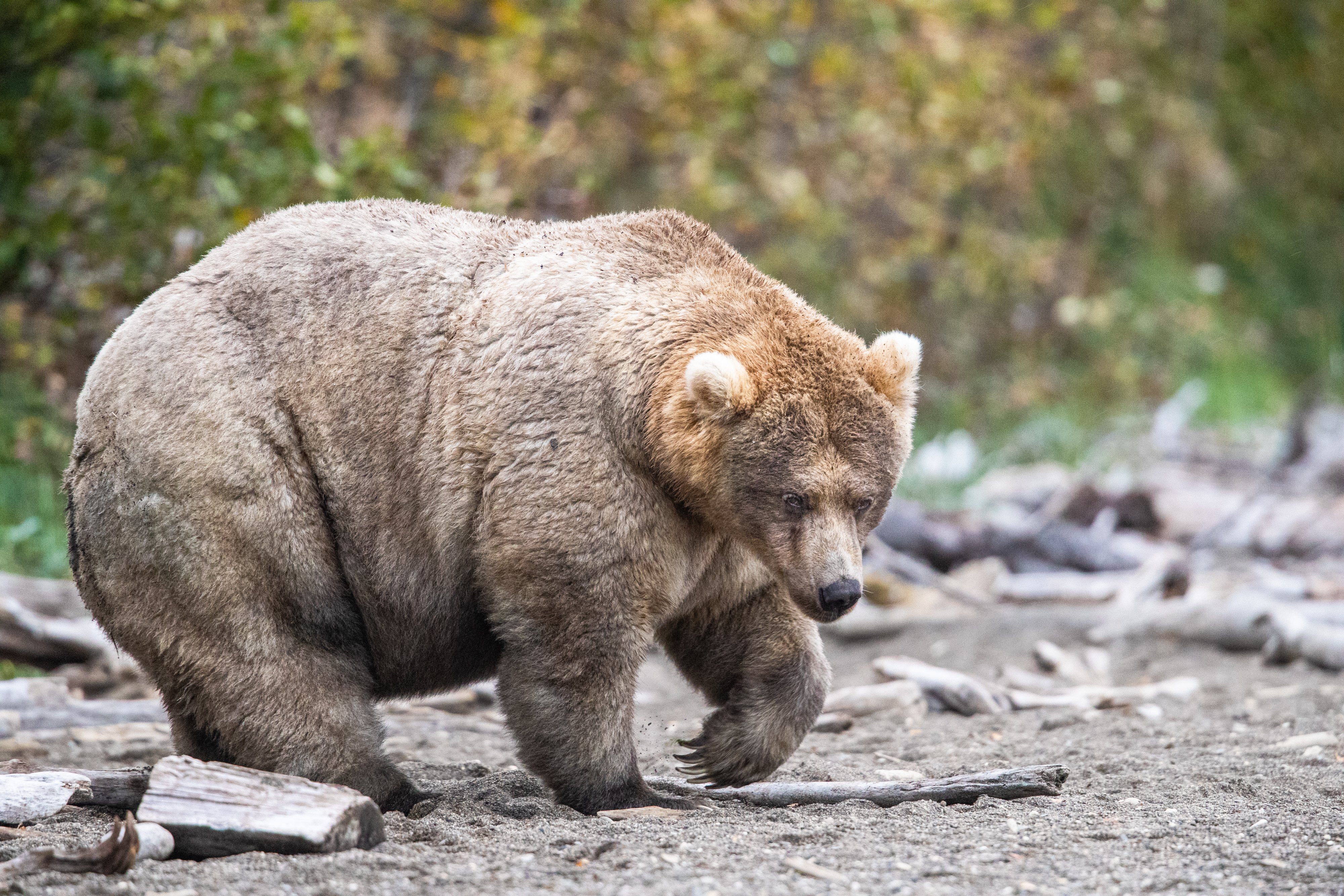 a humungous light brown bear walks on a gravel bar.
