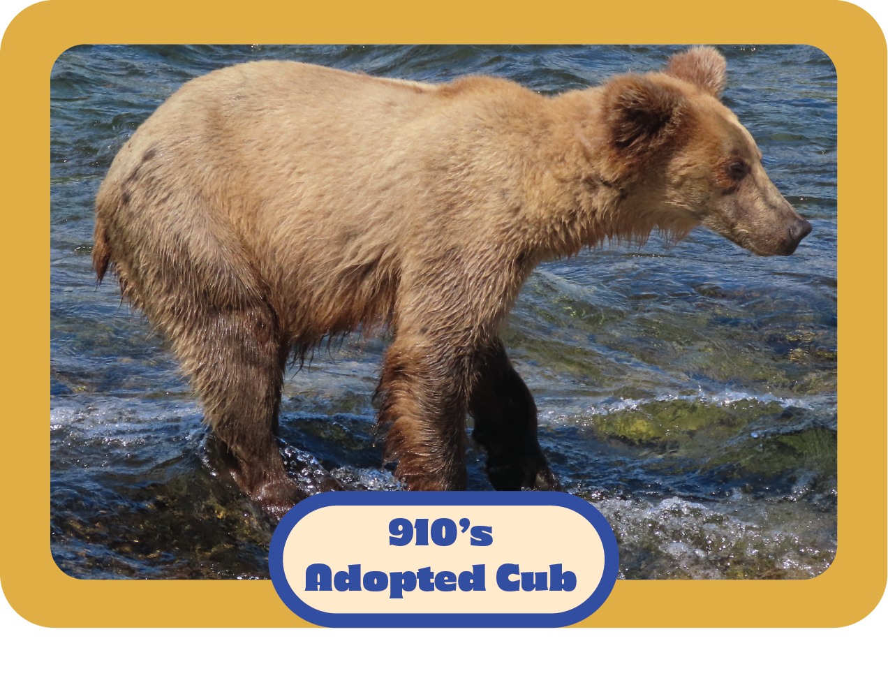 a young, light brown bear with lots of fat.