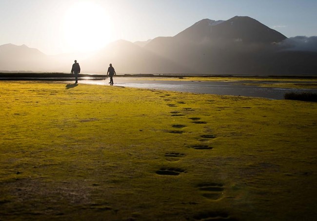 bear footprints in soft ground