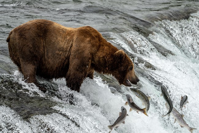 an enormous bear stands on the edge of a waterfall, lunging out at four salmon leaping upstream.