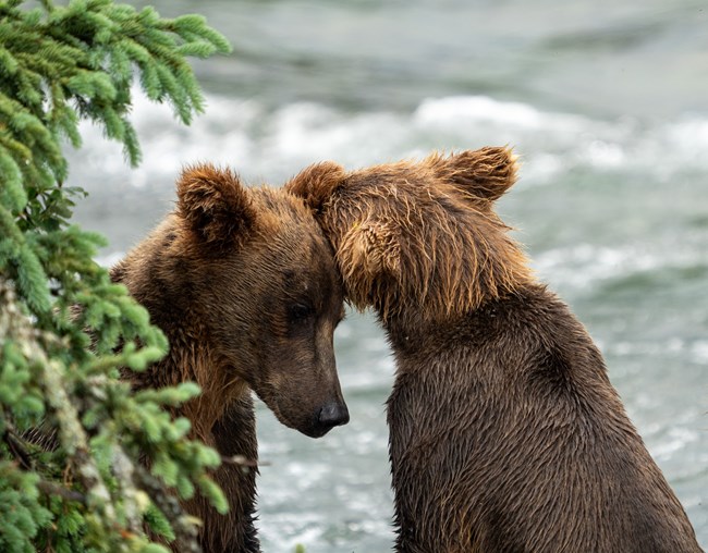 two young dark brown bears bend their heads toward each other in close proximity, appearing to snuggle.