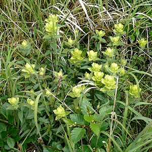 Alaska Indian Paintbrush wildflower.