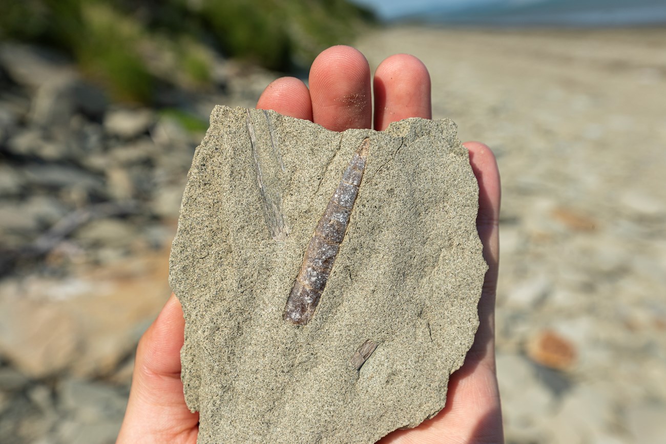 A belemnite fossil embedded in a piece of rock being held by a person