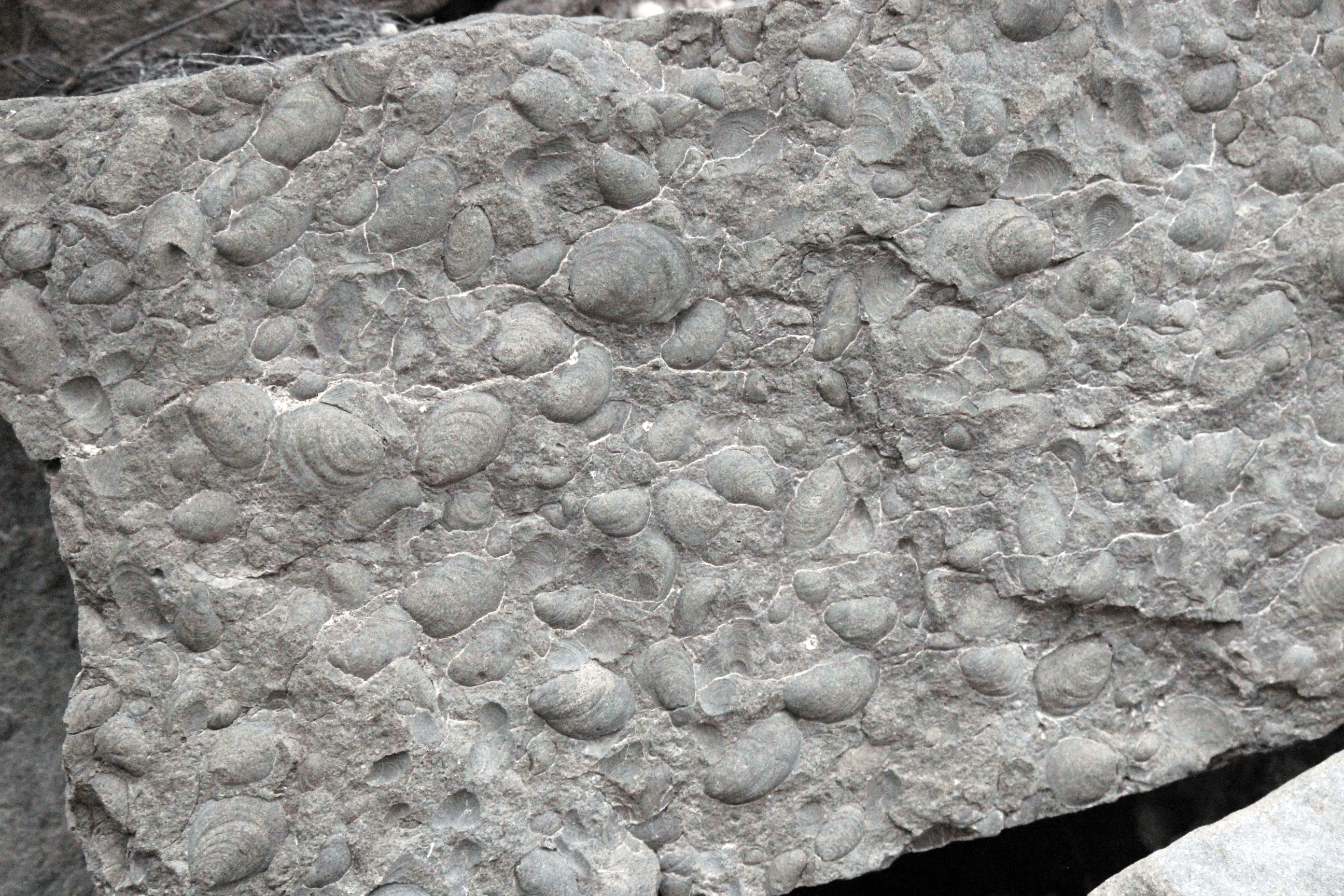 many shell like fossils in a rock
