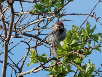 Common redpoll on island southwest of Mount La Gorce