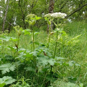 Tall green stalks with a large white head