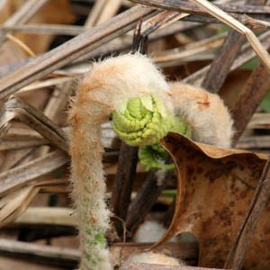 A tightly curled fern