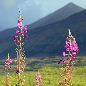 Pink fireweed wildflower