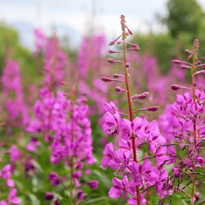 Many bright pink flowers come off a central stem