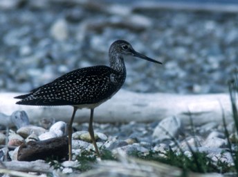 Greater yellowlegs standing on a beach