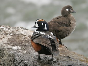 Harleqin ducks