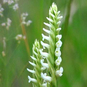 White hooded ladies tresses wildflower