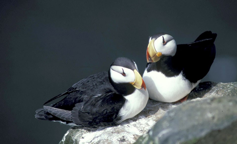 Horned puffins resting on rock.