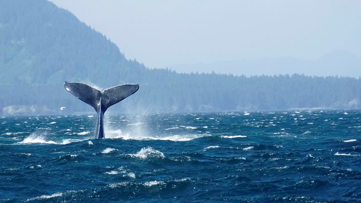 Humpback whale tail out of water