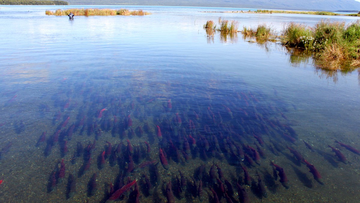 Sockeye salmon swarm in Brooks River