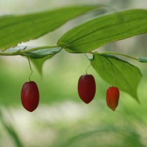 Several single berries dangle from a stalk