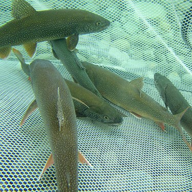 Lake Trout in net underwater