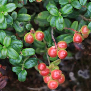 Many green leaves with several clusters of small berries