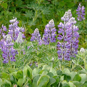 Purple Nootka Lupine wildflower.