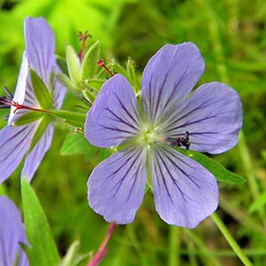 Purple northern geranium