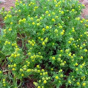 Pineapple weed