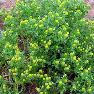 Pineapple weed