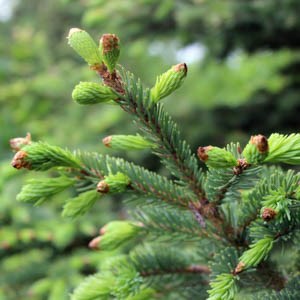 New buds of a spruce tree