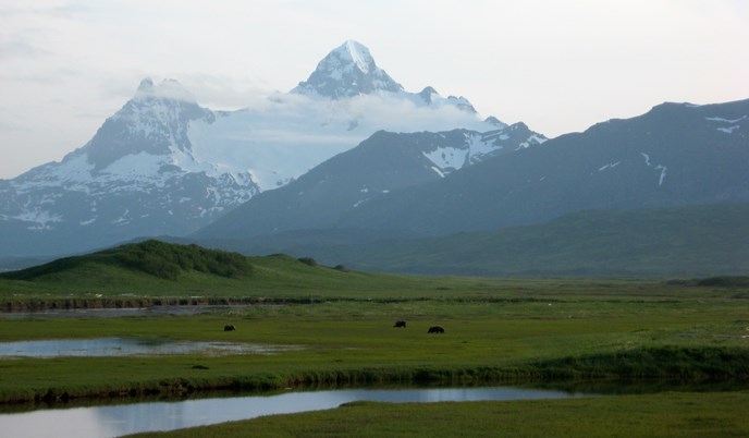 Sukoi Bay with bears in sedge meadow and unnamed mountain in the background