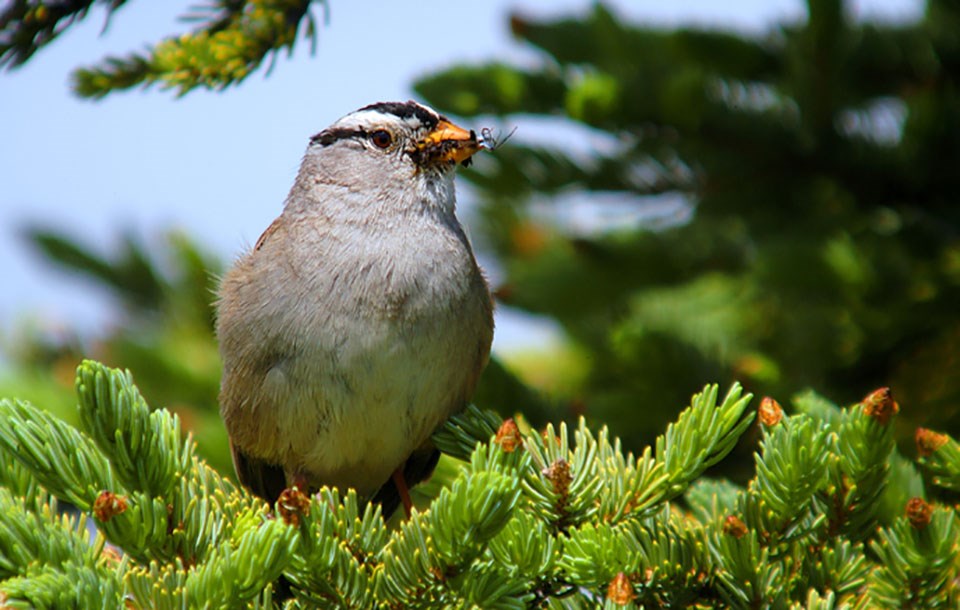 White-crowned sparrow with insect.