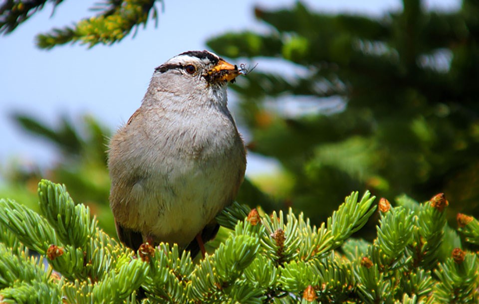White-crowned sparrow with insect. White-crowned sparrow with insect.