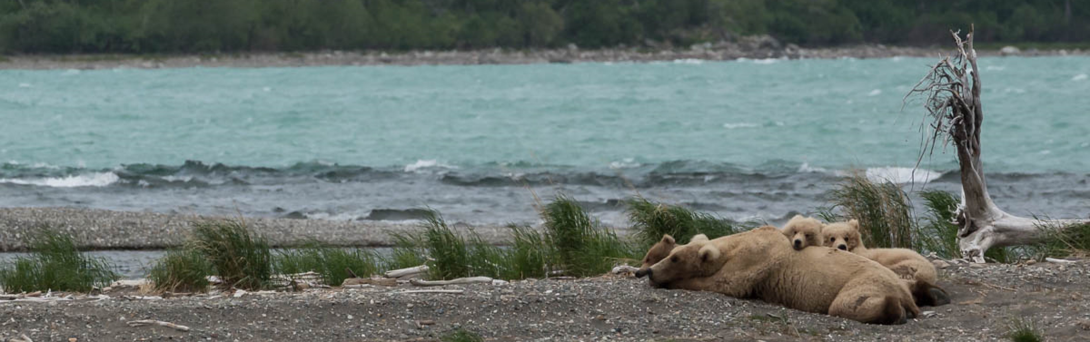 bear-and-cubs-napping.jpg?maxwidth\u003d