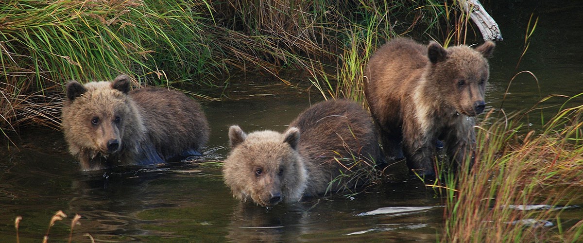 Three bear cubs standing in river.
