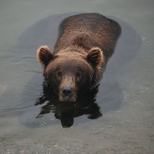 Brown bear submerged in water