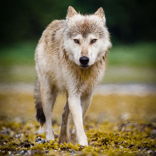 Grey wolf along coast