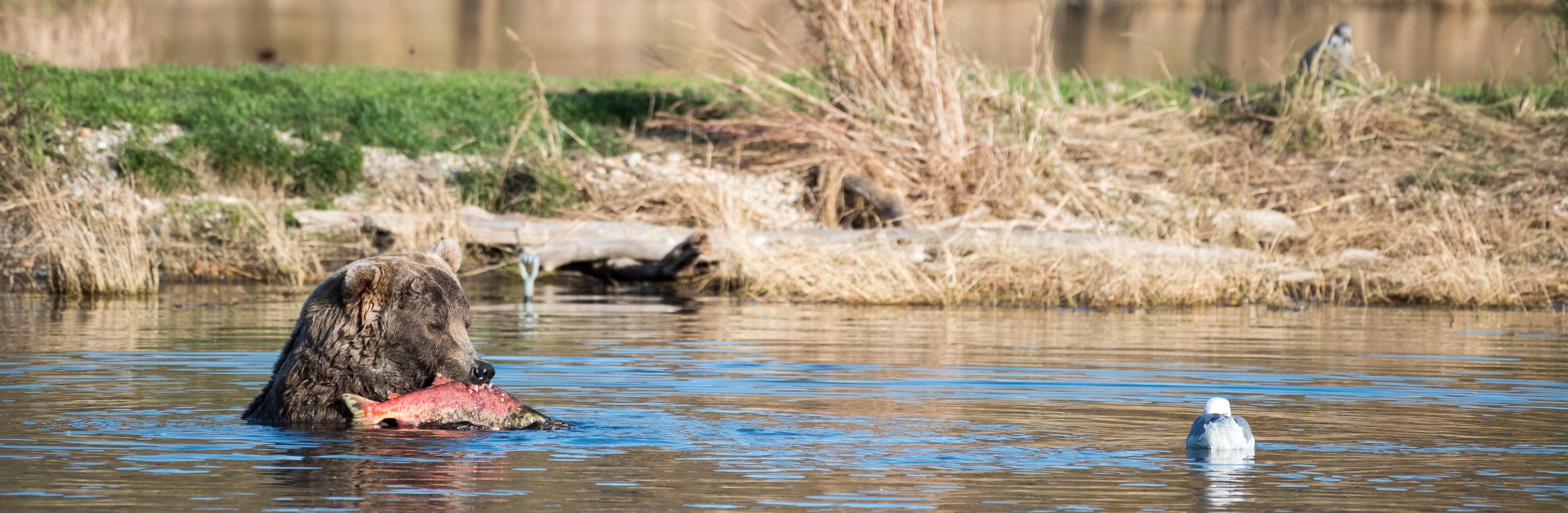a bear wades through calm waters with a red fish in its mouth beside a gull.