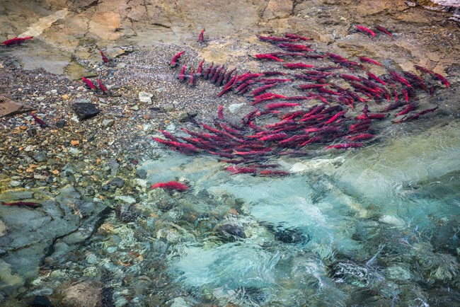 a swirl of red fish gather in shallow, clear waters along a bank of gravel.