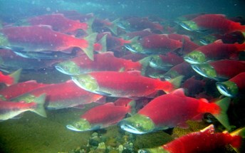 Underwater photo of sockeye (red) salmon