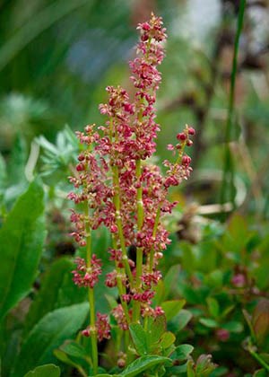 sheep sorrel